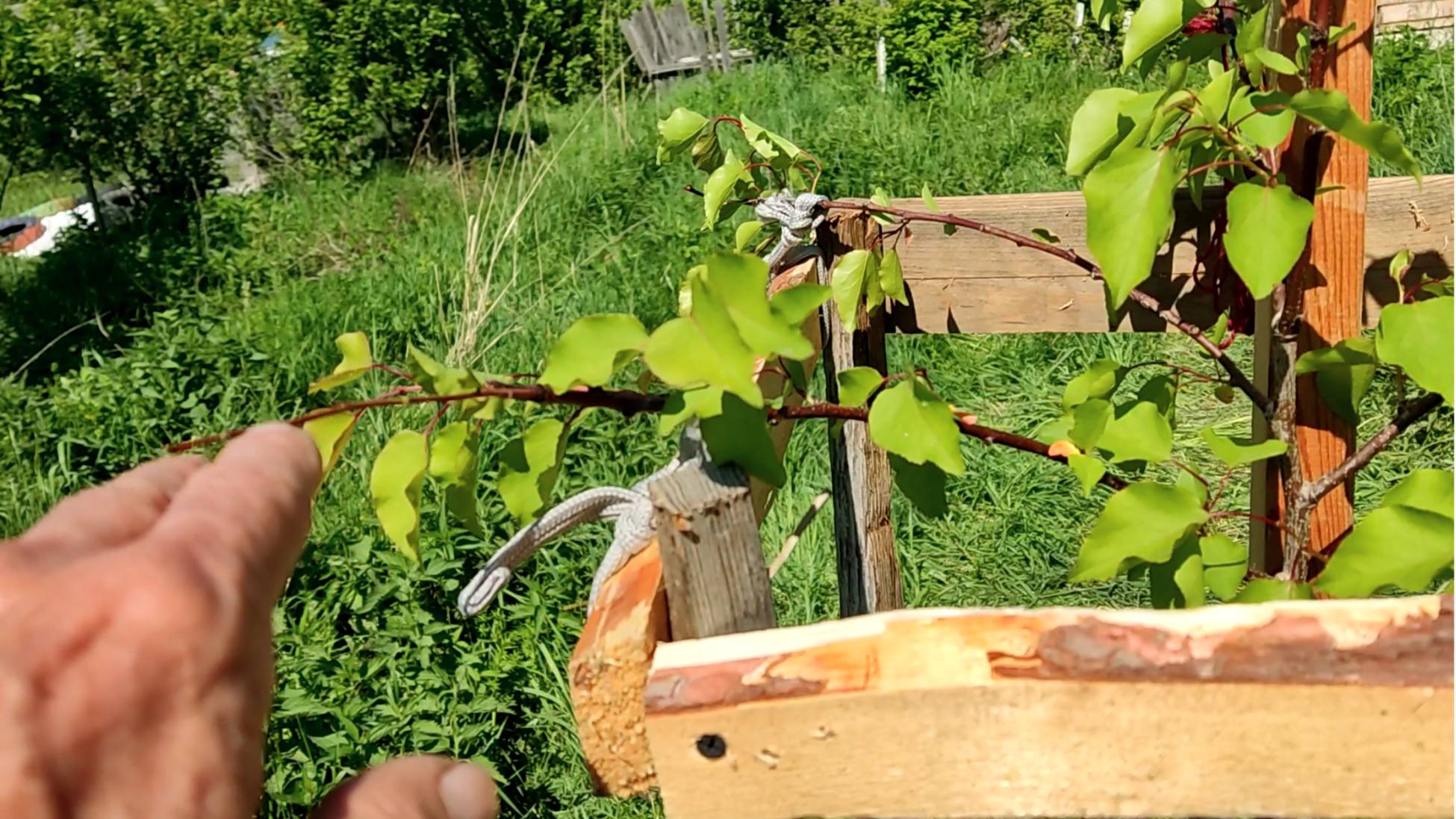 Посадка АБРИКОСА. Владимирская область. Сорт МОНАСТЫРСКИЙ! смотреть онлайн