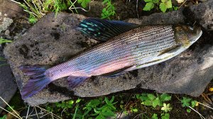 Рыбалка на ХАРИУСА Одиночный поход на Таежную речку /Подобрал мушки и наловил