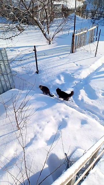 Зима коты на прогулке