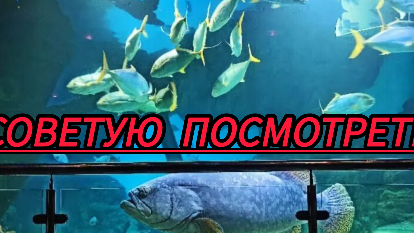 Океанариум в Москве смотреть онлайн