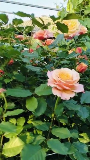 Роза шраб Ла Вилла Котта