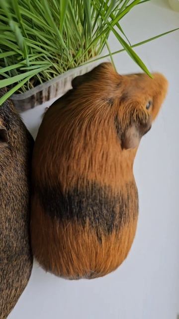 Сравнительные размеры свинок Барсука и Стрелки