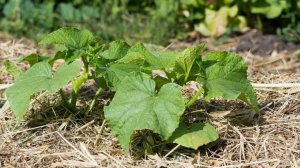 ОГУРЦЫ: ПЕРВАЯ ПОДКОРМКА САМАЯ ВАЖНАЯ. Даже слабые кустики быстро идут в рост!