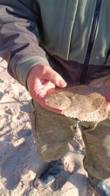 калкан смотреть онлайн