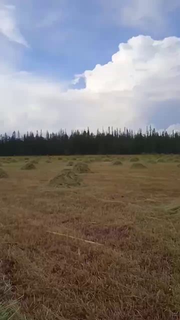 ПРОБУЕМ НАВЕСНЫЕ ГРАБЛИ НА ГУСТОЙ ТРАВЕ смотреть онлайн