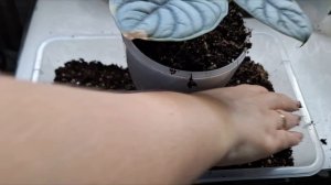 Алоказия Серебряный Дракон. Пересадка.