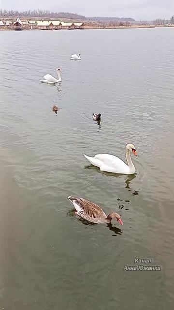 Лебеди в Южном парке птиц Малинки. смотреть онлайн