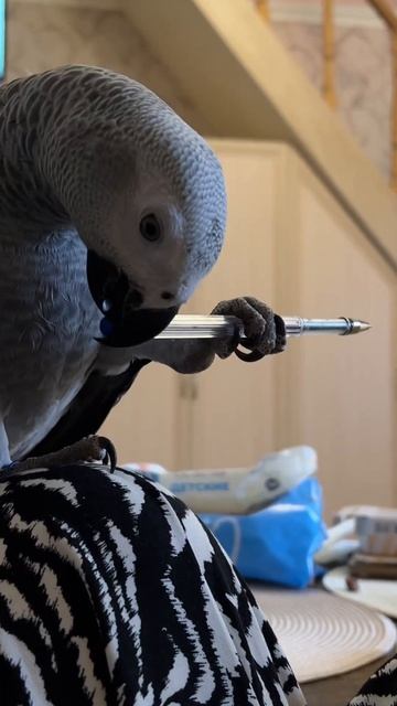 Сегодня ручка, а завтра может быть нож🥲 #жако #попугай смотреть онлайн