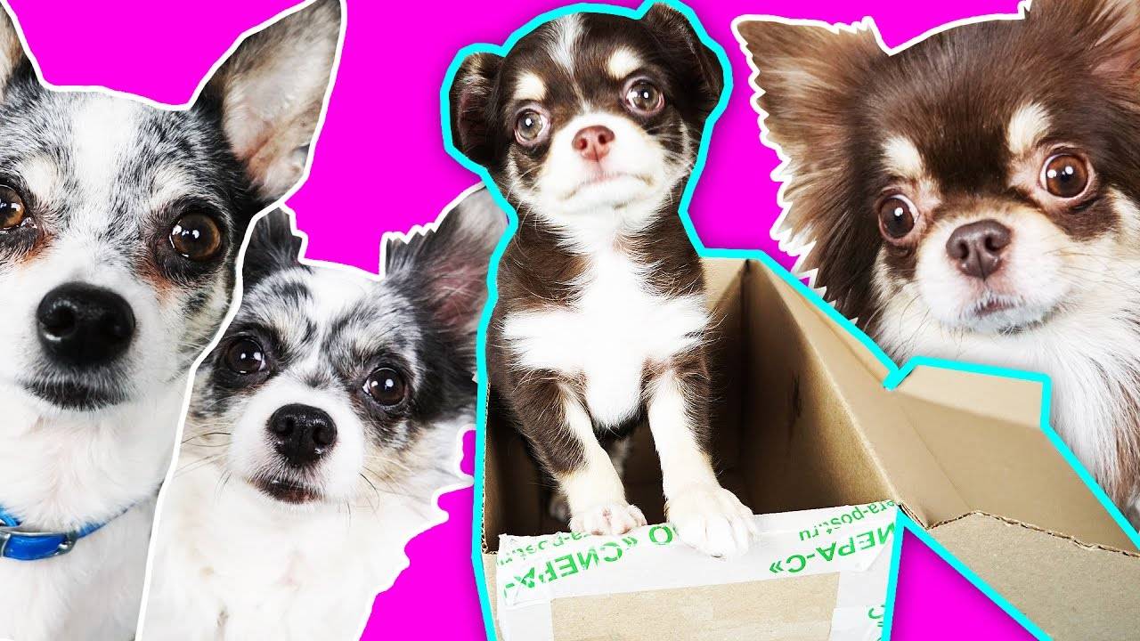 Когда в семье появляется малыш — забавные истории 👶🐾 смотреть онлайн