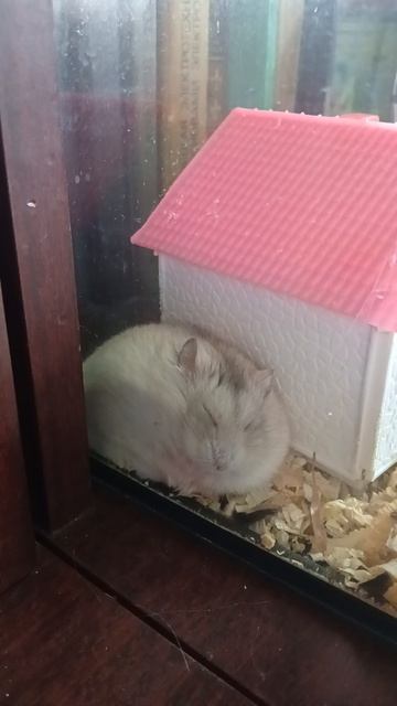 Хомяк Фанни спит возле дома