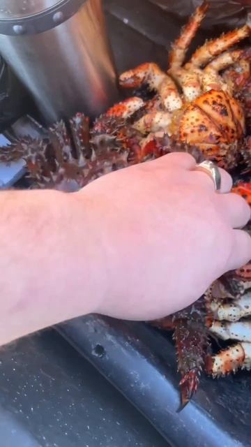 Самая вкусная икра Крабовая во Владивостоке самое жив смотреть онлайн