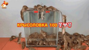 Крысоловка вариант (100) 🐀 Как сделать крысоловку своими руками и поймать кучу крыс 🐀🐁🐀