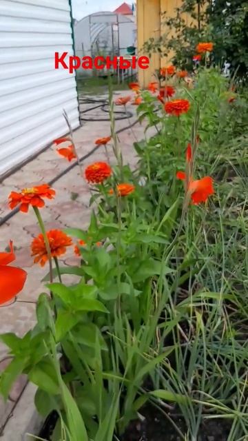 Красные цветы, красота в саду,лето прекрасное. смотреть онлайн