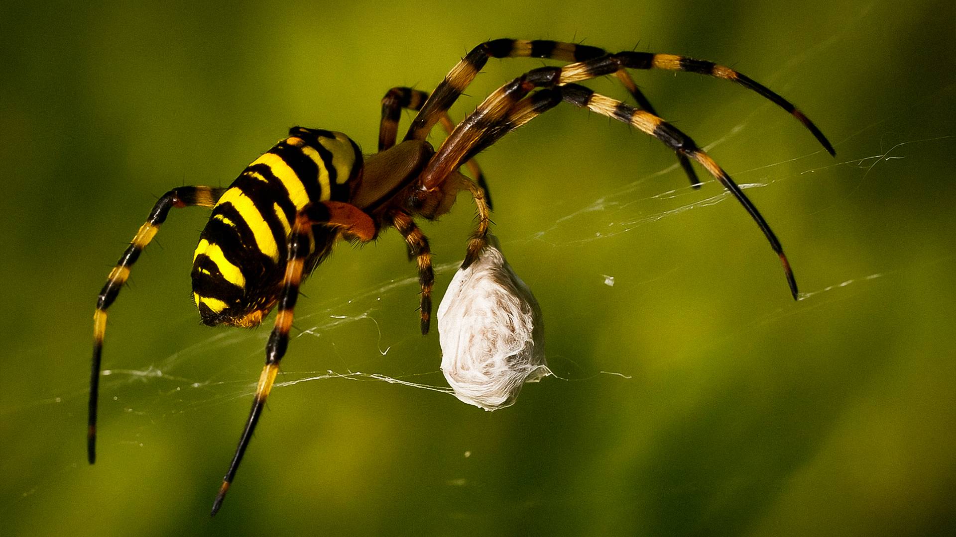 Кто в лесу самый главный: животные, без которых природа не сможет существовать | Все как у людей