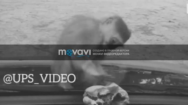 приколы про животных (нарезка) смотреть онлайн