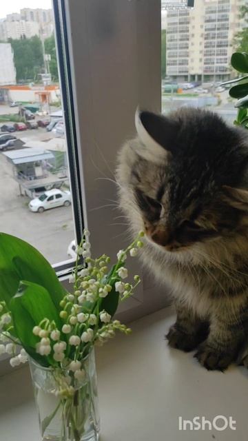 Ландыши. Кот Арбуз смотреть онлайн