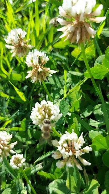 Пчелиные заботы. смотреть онлайн