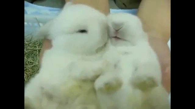 Забавные и весёлые кролики. Смешные кролики смотреть онлайн