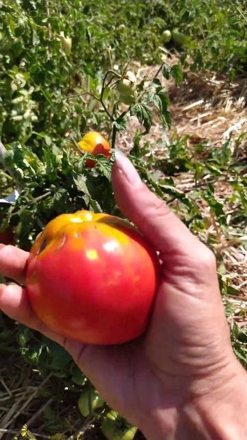 томата гном Сладкая Скарлет (Dwarf Sweet Scarlet) #дача #сад #ого смотреть онлайн