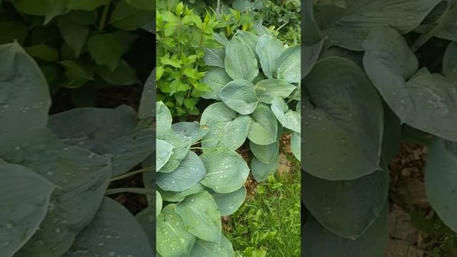 найденный пион зацветает. сорт пока не знаю 13 июня 24г смотреть онлайн