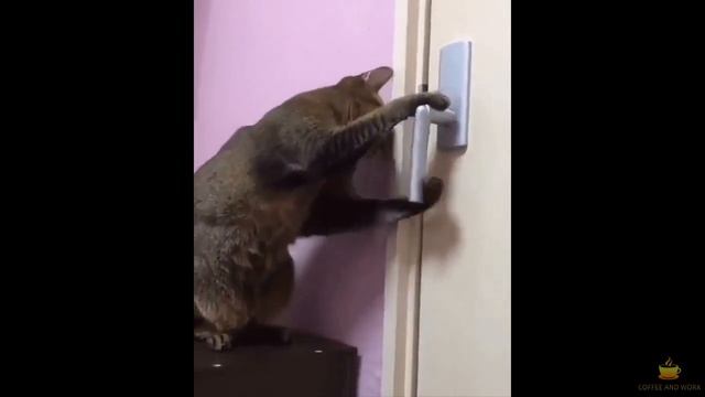 Смешные и милые котики. Посмотри это видео и стань добрее! №1 смотреть онлайн