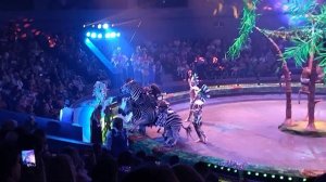 ЗЕБРЫ С ОБЕЗЬЯНАМИ, ШОУ "БУРЛЕСК", ВЛАДИВОСТОКСКИЙ ЦИРК