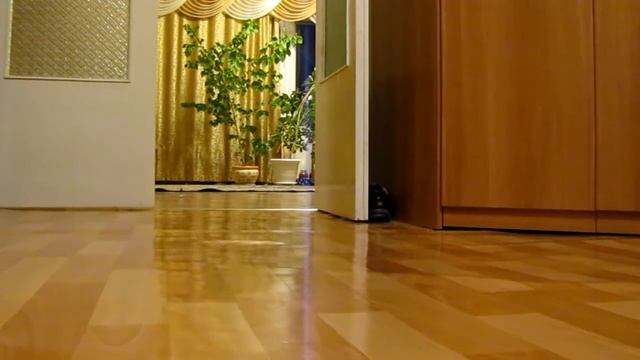 кот таскает шарик