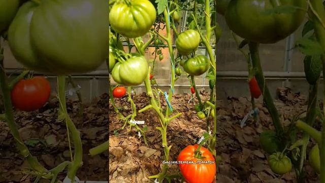 1 часть. ОБЗОР НОВЫХ СОРТОВ ТОМАТОВ📍ПОДМОСКОВЬЕ смотреть онлайн