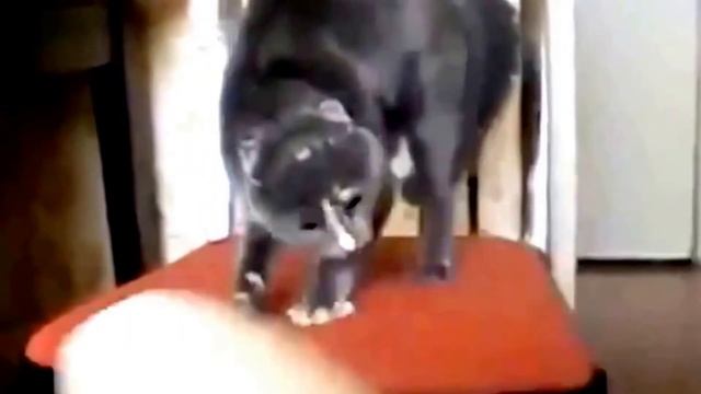 прикольные таксы в костюмах смотреть онлайн
