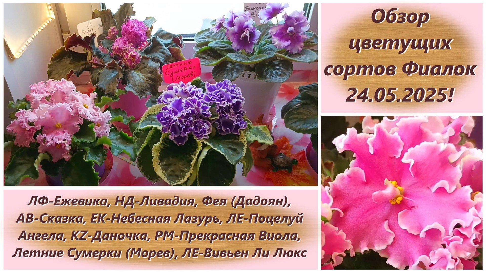 Обзор цветущих сортов Фиалок 24.05.2025! смотреть онлайн