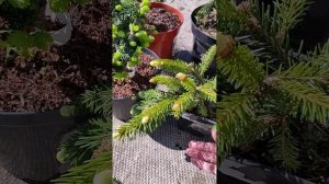 Приехала новая партия хвойных: ель форманек, сосна пендула, пихта испанская глаука и другие