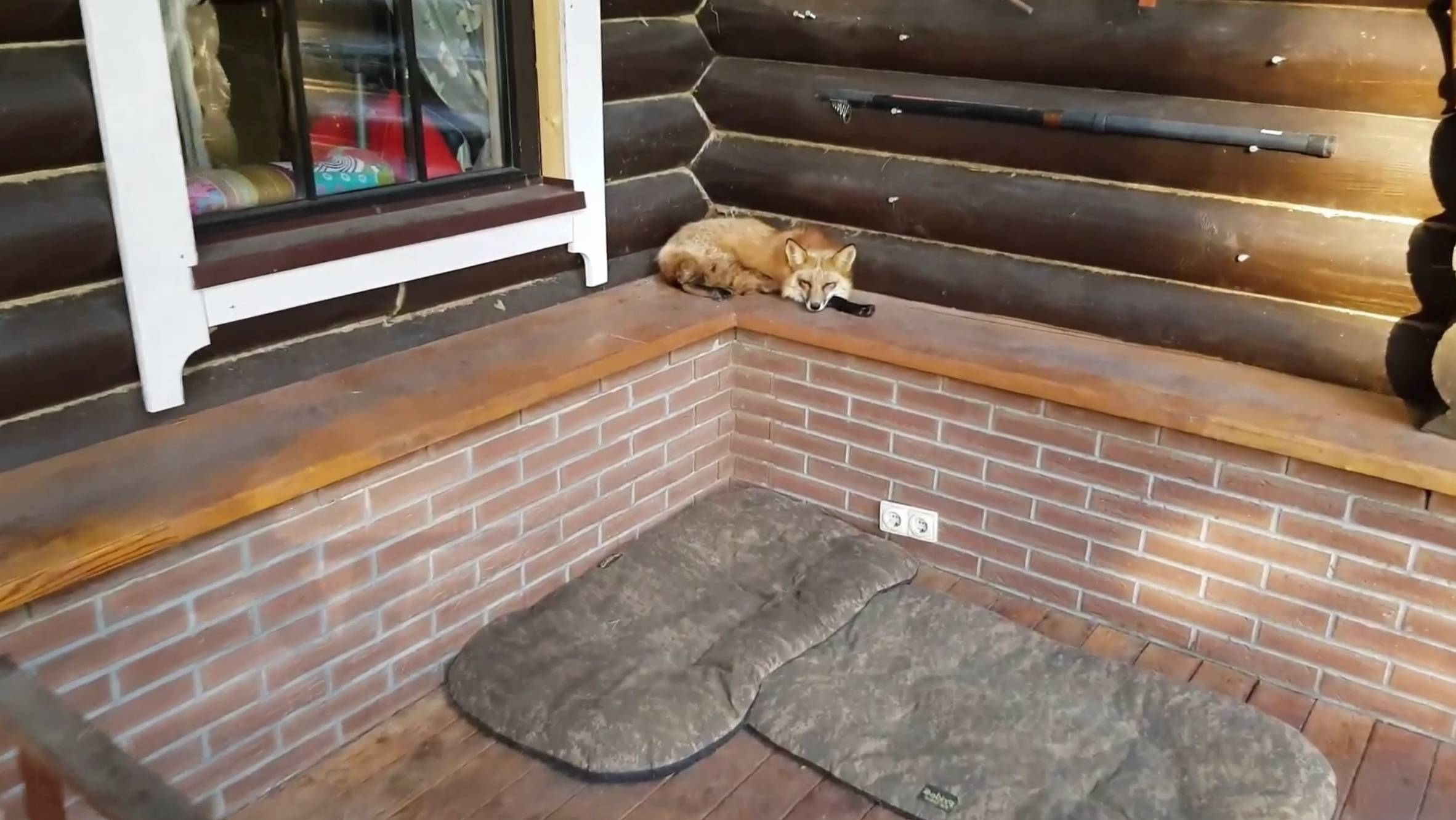 Лиса-Алиса. Место, откуда лиса может всех контролировать смотреть онлайн