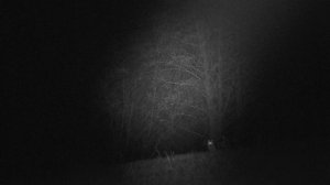 Лиса, около 80-90 метров