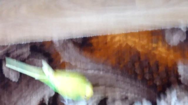 Самый веселый и смешной ручной попугай//Волнистый попугай Тоша//Птицы//Приколы с смотреть онлайн