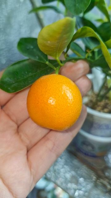 мой стеллаж, май 2025