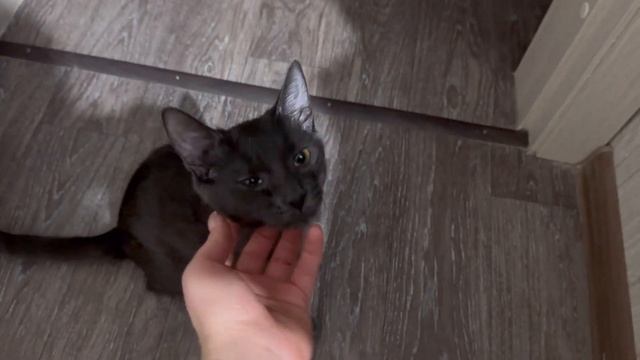 Влог| рацион питания, рум тур в новой квартире, покупки для дома и мои будни| смотреть онлайн