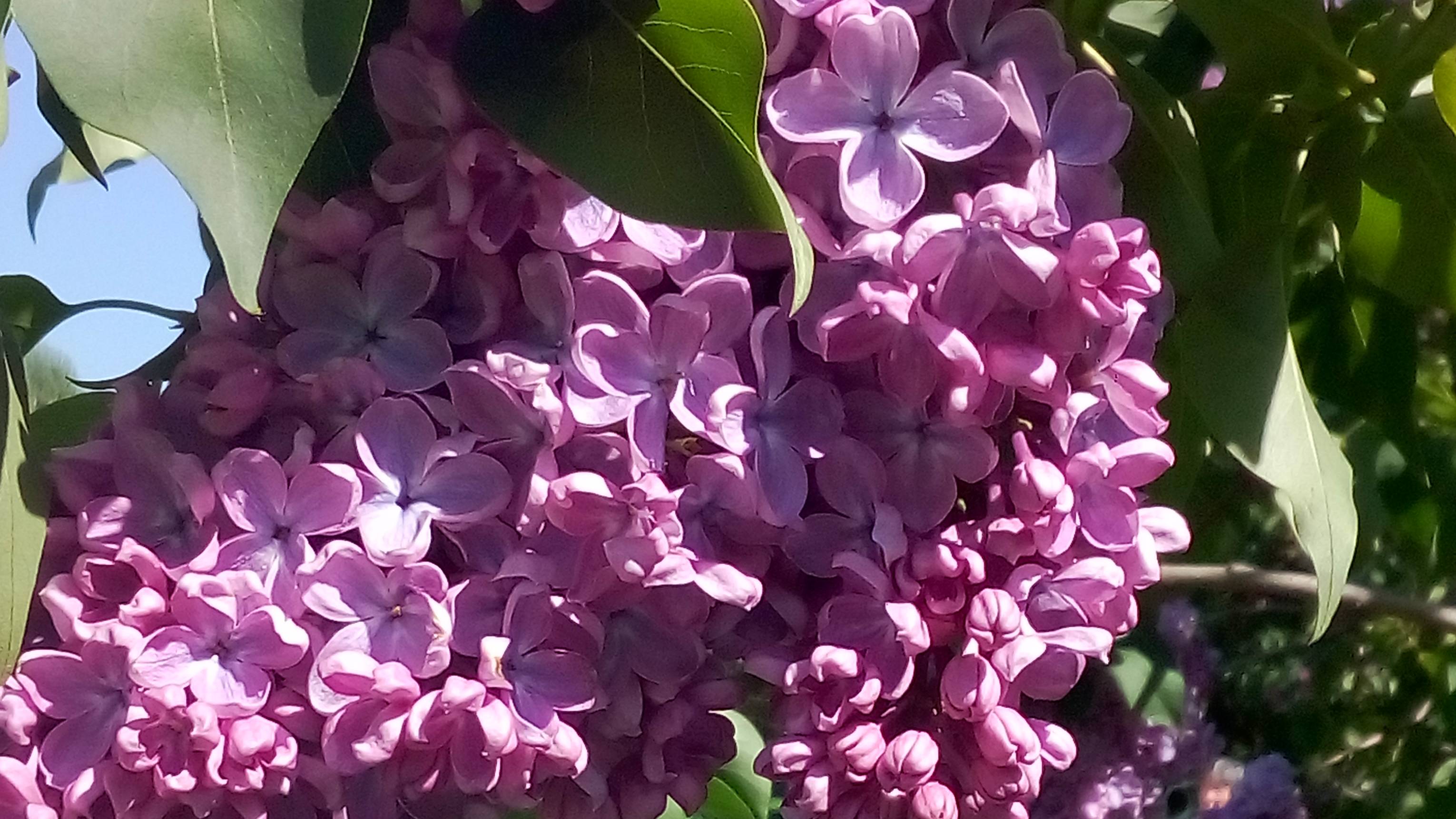 Прогулка в Сиреневом парке.Погода чудесная! смотреть онлайн