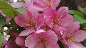 ДИКАЯ РАНЕТКА В ЦВЕТУ//ГУЛЯЕМ