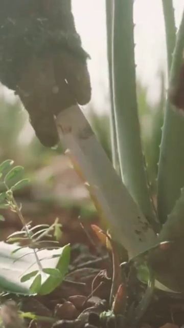 новый сок МАНГО алоэ смотреть онлайн