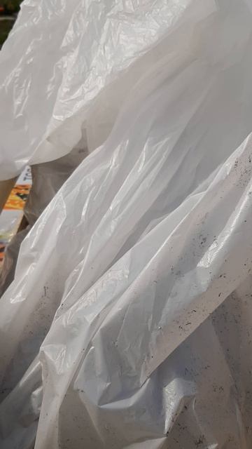 Рассада ремонтантного сорта Фавори в категории минитрей из питомника Краеге.