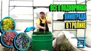 ВСЕ СЕКРЕТЫ И ТОНКОСТИ ПОДКОРМОК ВИНОГРАДА ЗА ГОД ДЛЯ НАИЛУЧШЕГО УРОЖАЯ. СЕВЕРНЫЙ ВИНОГРАДНИК 25-19