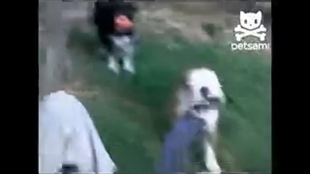 Бульдог і садовий пілісос