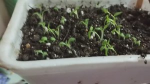 Выращивание картофеля из семян. Уход за молодыми ростками. Часть 3.