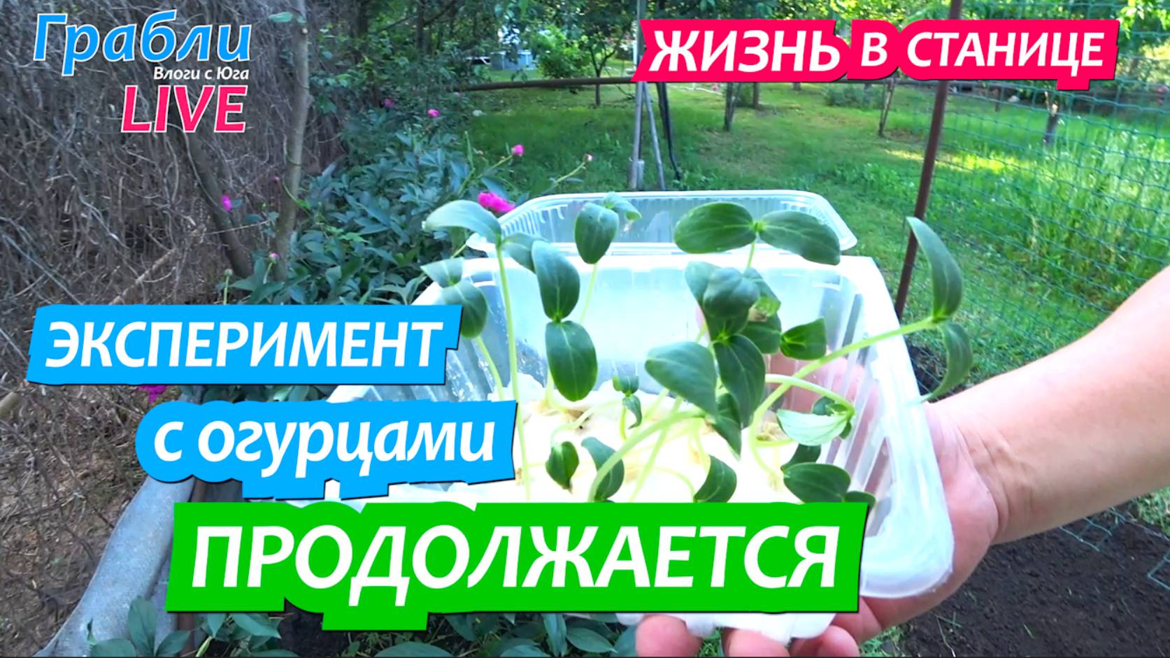 913 серия 23 мая Огурцы Рассаду вырастили по-новому / Жизнь в станице Динская Грабли LIVE смотреть онлайн