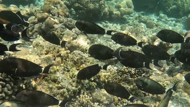 Рыбы на Мальдивах. Обзор глазами туриста смотреть онлайн