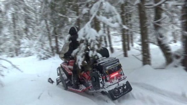 Sharmax SHP 680 прогулки по лесу 2024