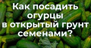 КАК САЖАТЬ ОГУРЦЫ В ОТКРЫТЫЙ ГРУНТ СЕМЕНАМИ