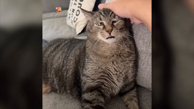 😻 СМЕШНЫЕ Животные!  - С ОЗВУЧКОЙ!! 😂 Подборка смешных