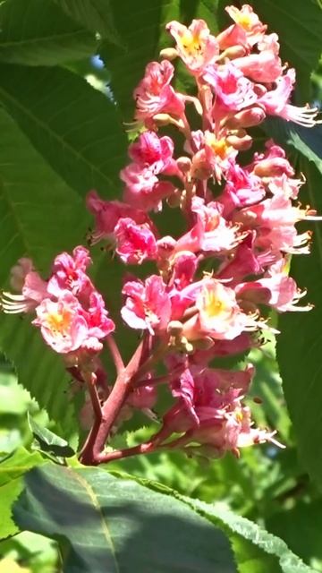 Розовый каштан смотреть онлайн