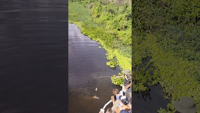 Миранда. Кайман